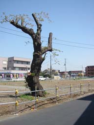 中神駅前の伐採桜
